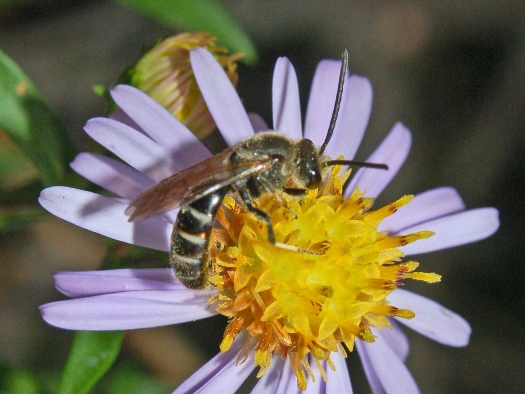 Apidae Halictinae: Lasioglossum  sp. o Halictus sp.